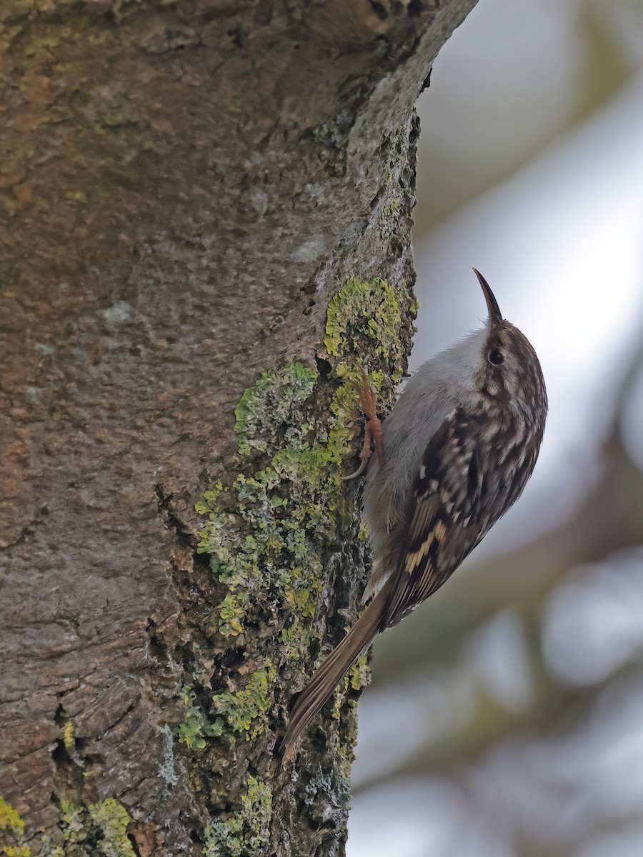 Eurasian Treecreeper - ML617043537