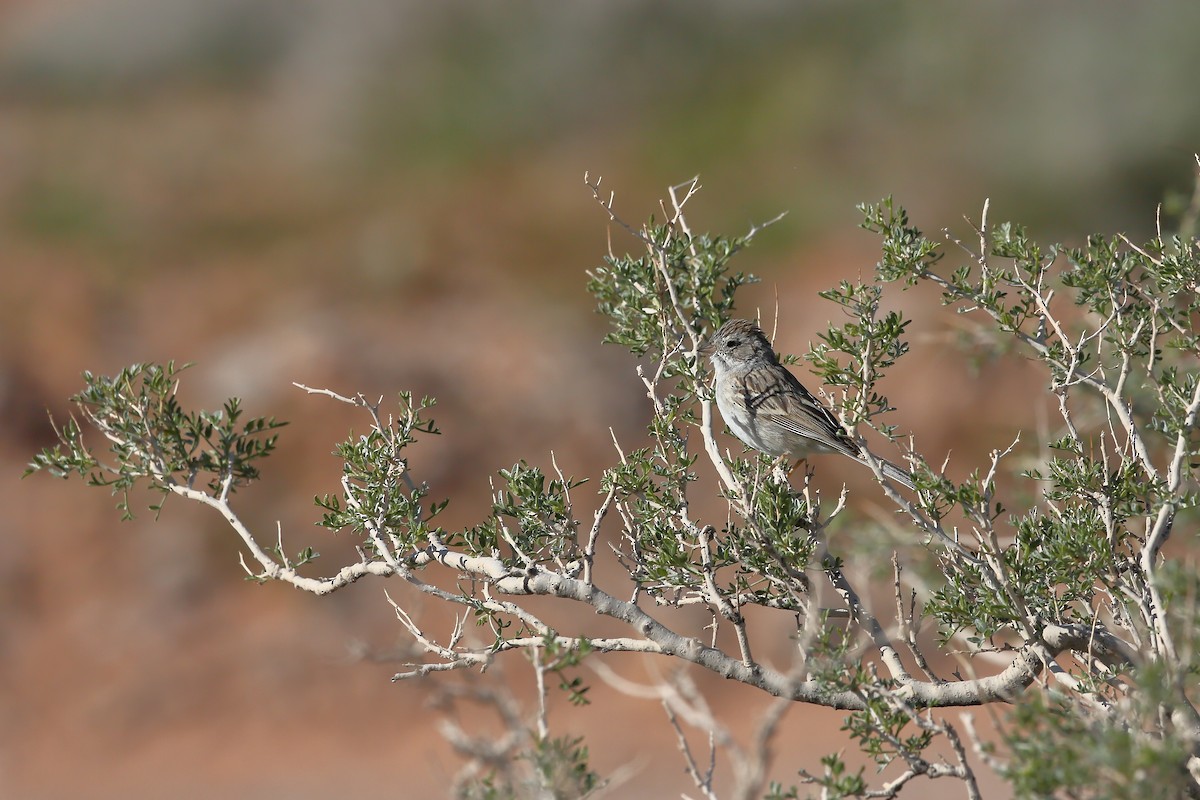 Brewer's Sparrow - ML617043541