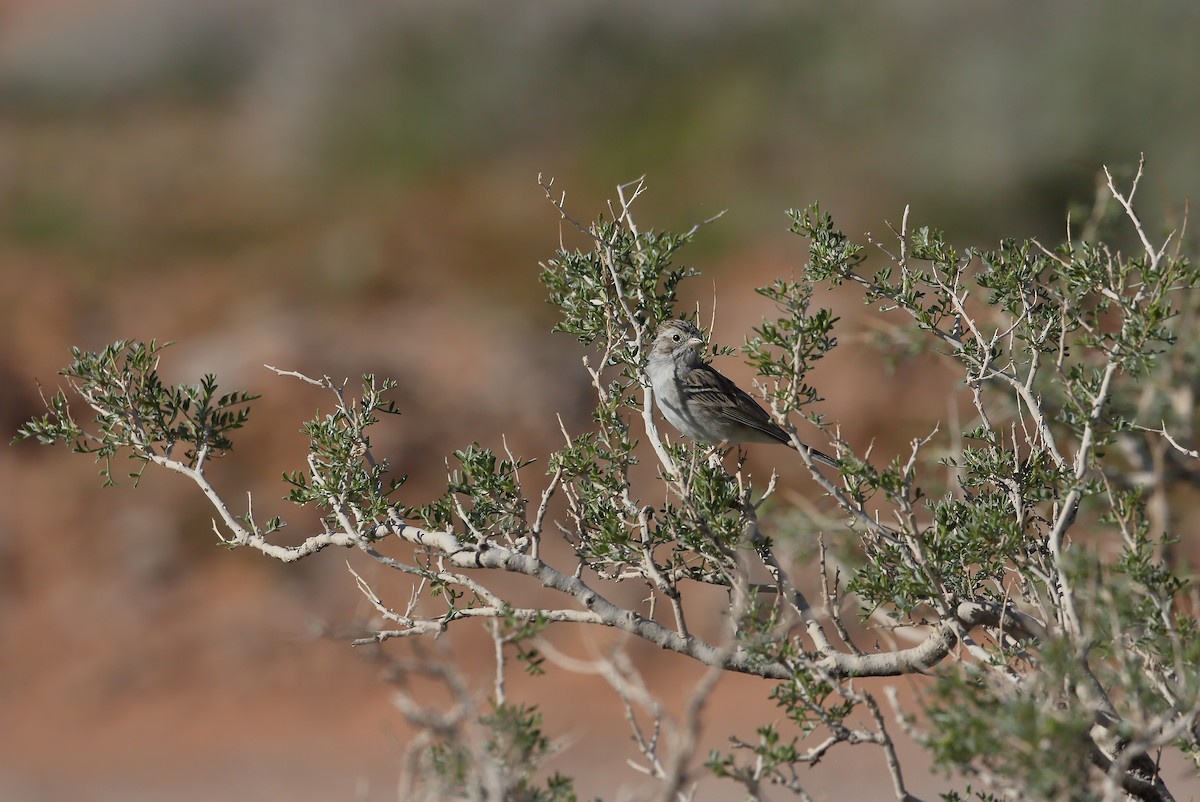 Brewer's Sparrow - ML617043544