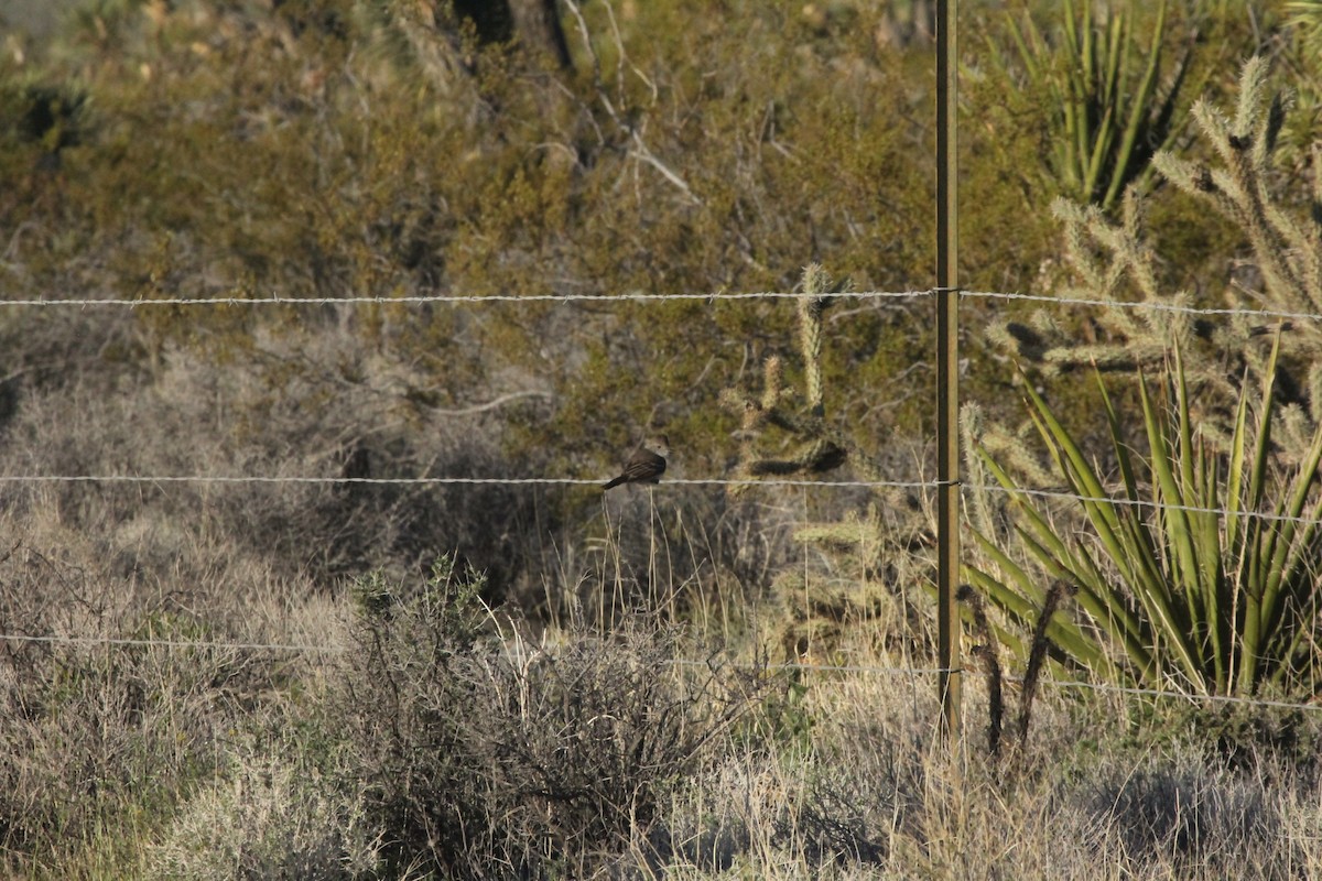 Ash-throated Flycatcher - ML617043555