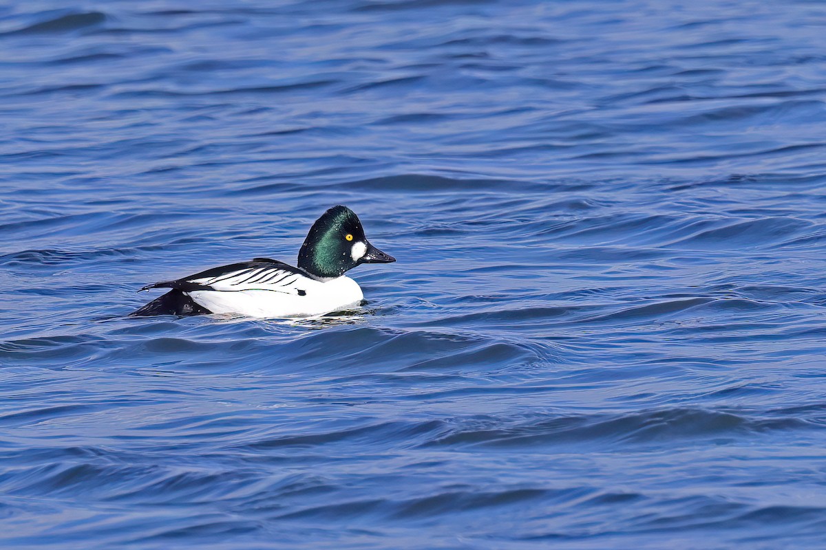 Common Goldeneye - ML617043566