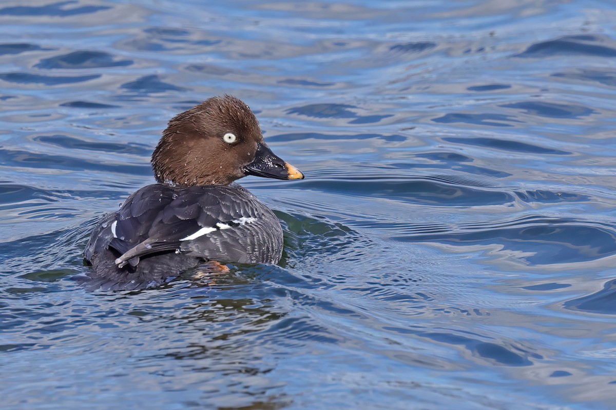 Common Goldeneye - ML617043567