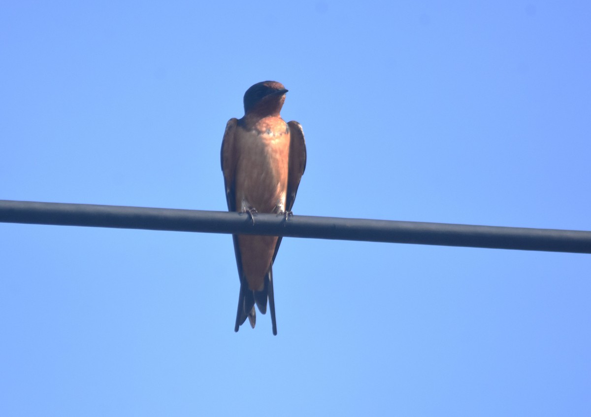 Barn Swallow - ML617043577