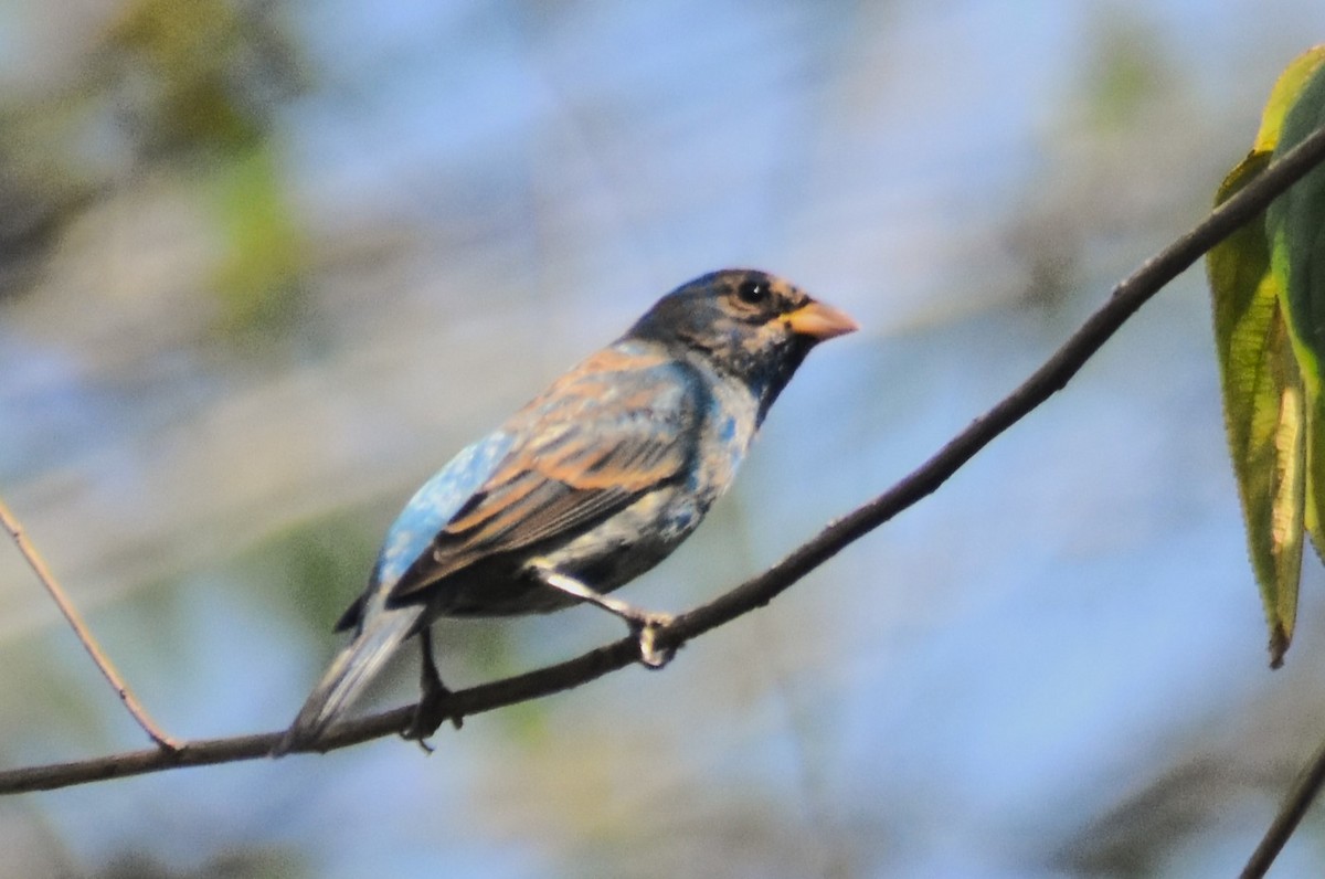 Indigo Bunting - ML617043613