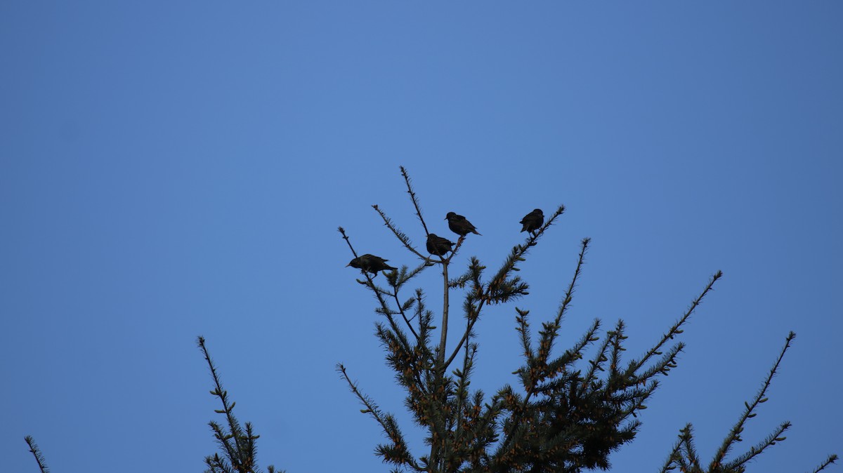 European Starling - Aquiles Brinco