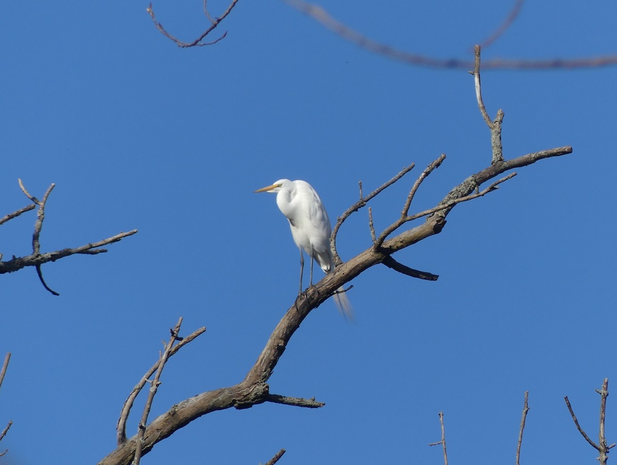 Great Egret - ML617043638