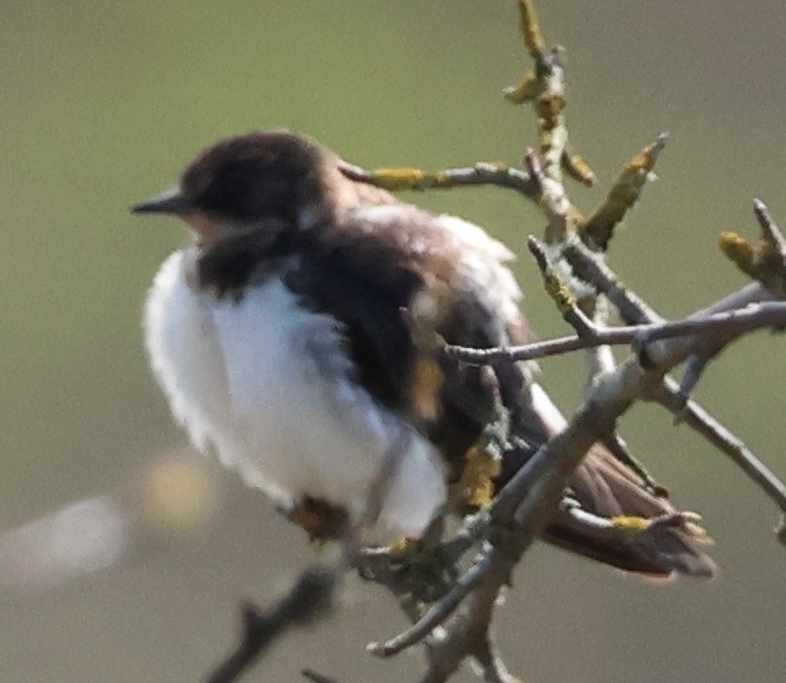 Barn Swallow - ML617043656