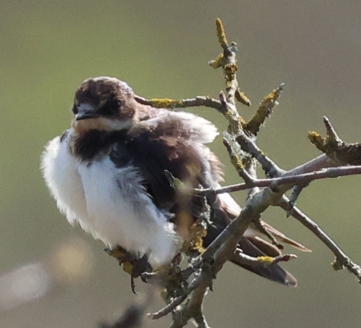 Barn Swallow - Jody  Wells