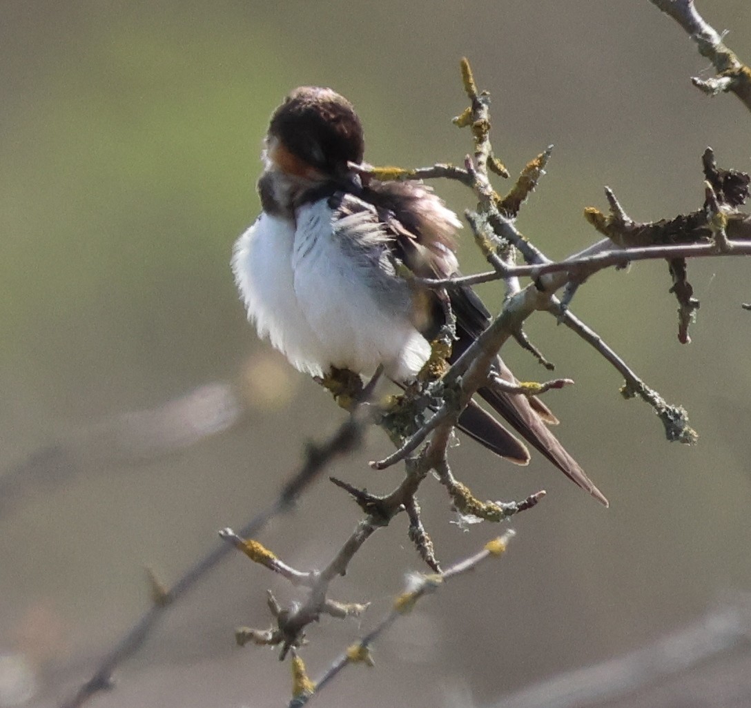 Barn Swallow - Jody  Wells