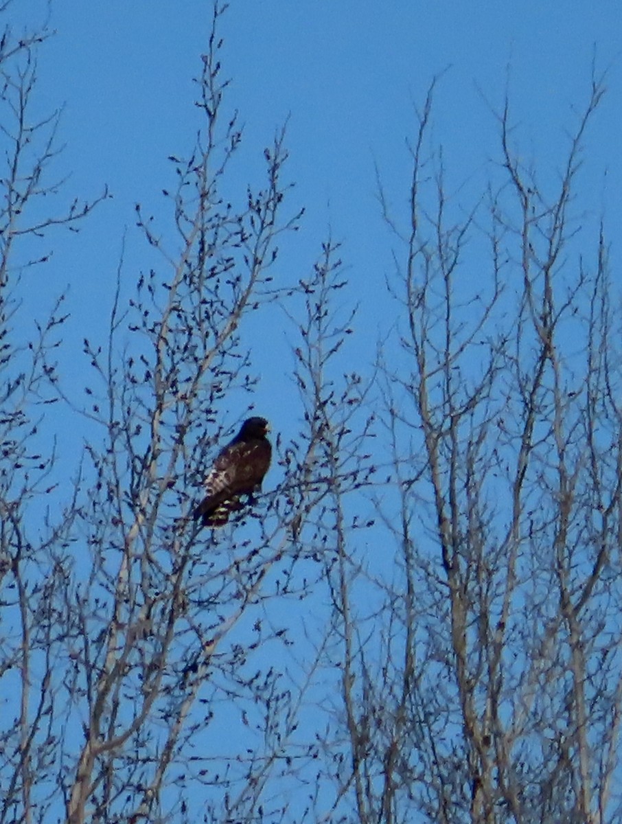 Rough-legged Hawk - ML617043690