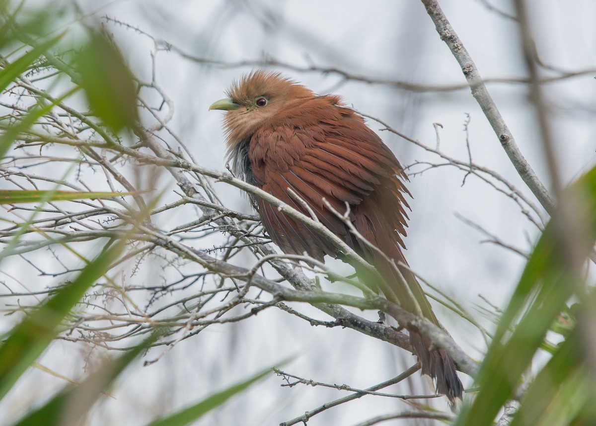 Squirrel Cuckoo - ML617043719