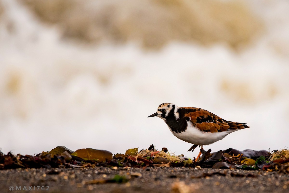 Ruddy Turnstone - ML617043723