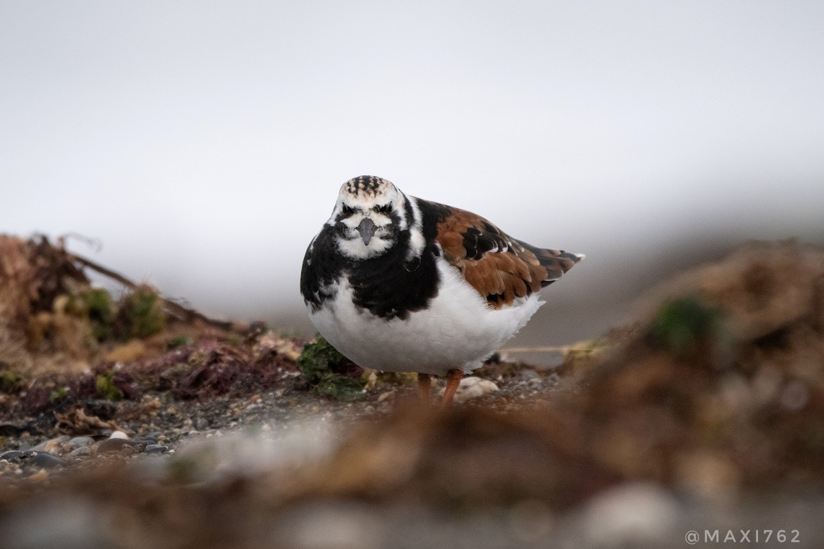 Ruddy Turnstone - ML617043724