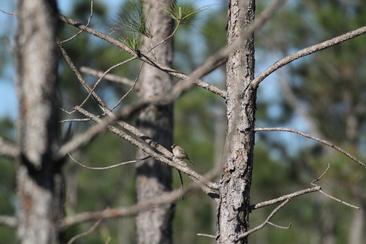 Bachman's Sparrow - ML617043746