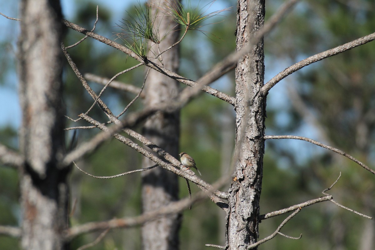 Bachman's Sparrow - ML617043750