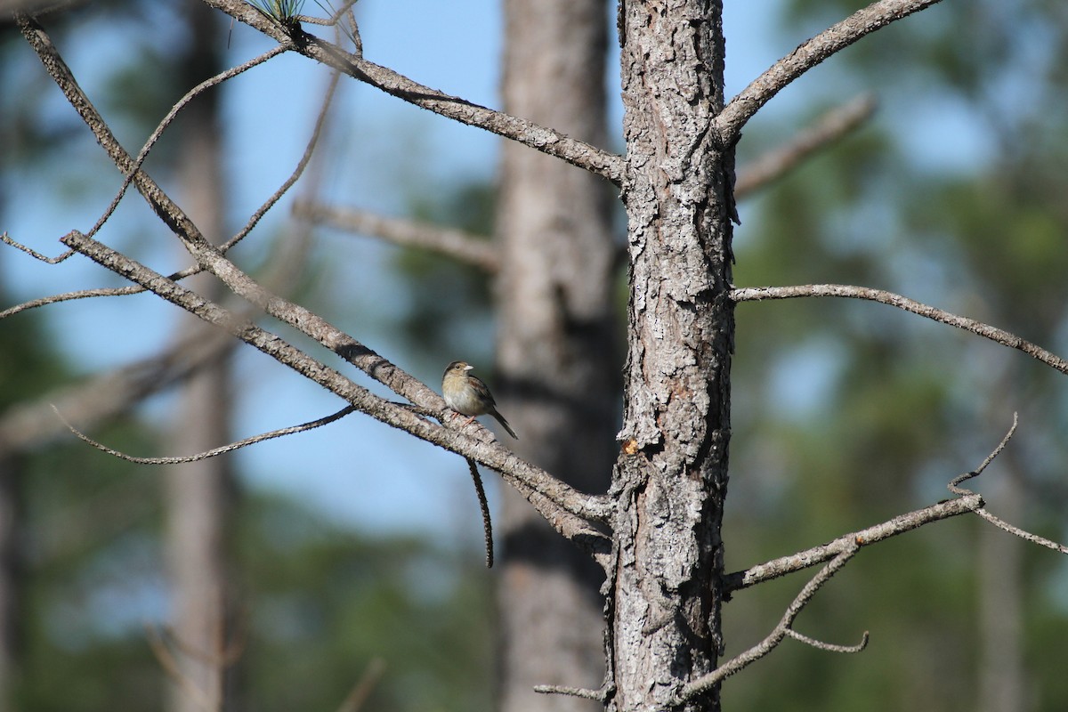 Bachman's Sparrow - Allan Muise