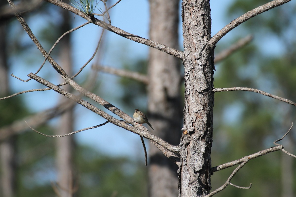 Bachman's Sparrow - ML617043754