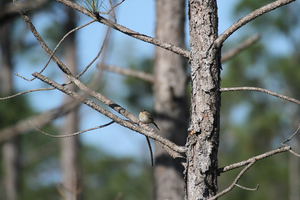 Bachman's Sparrow - ML617043755