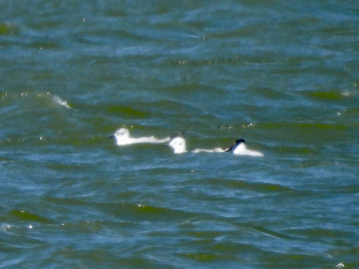 Bonaparte's Gull - ML617043777