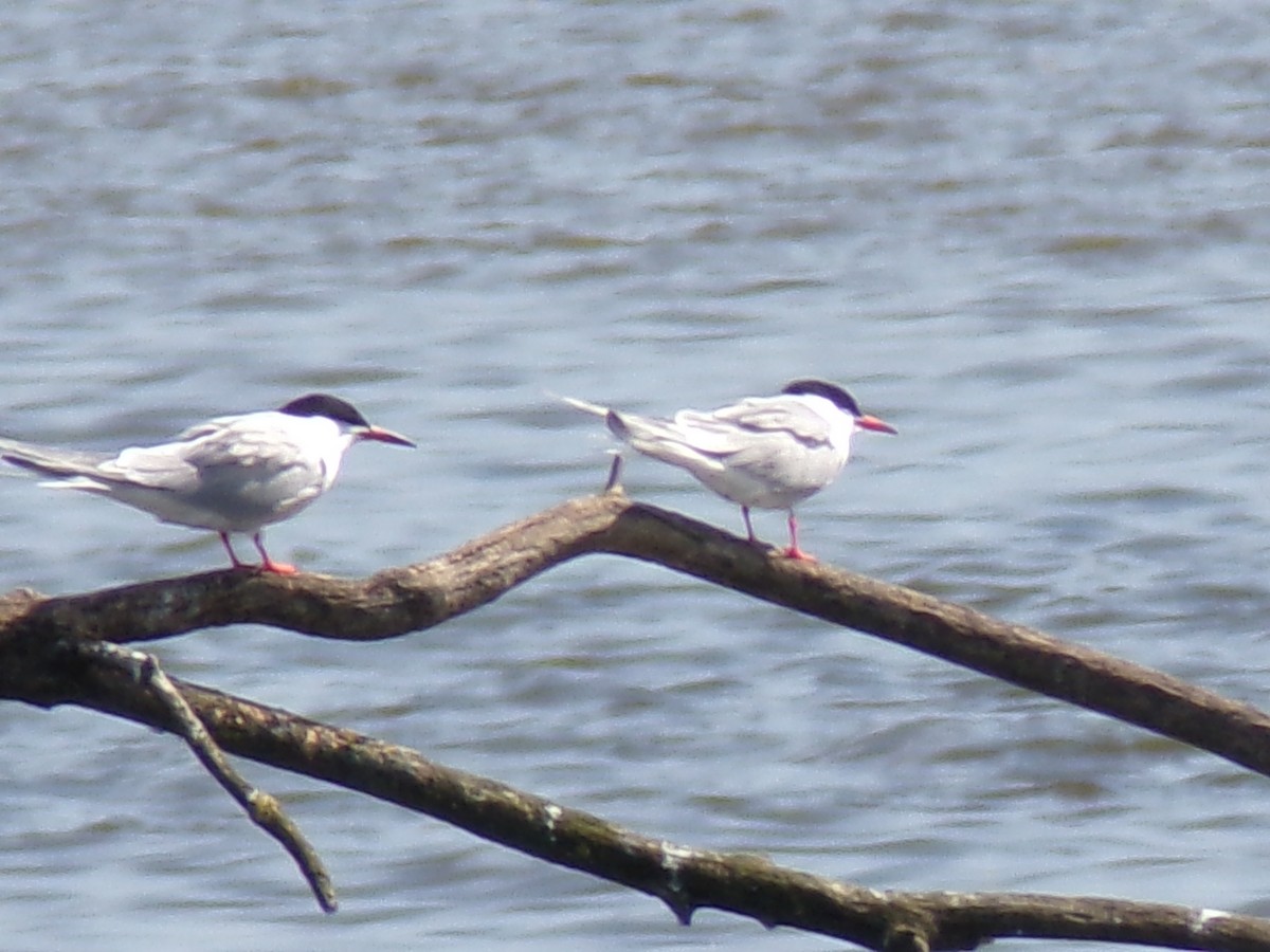 Common Tern - ML617043779