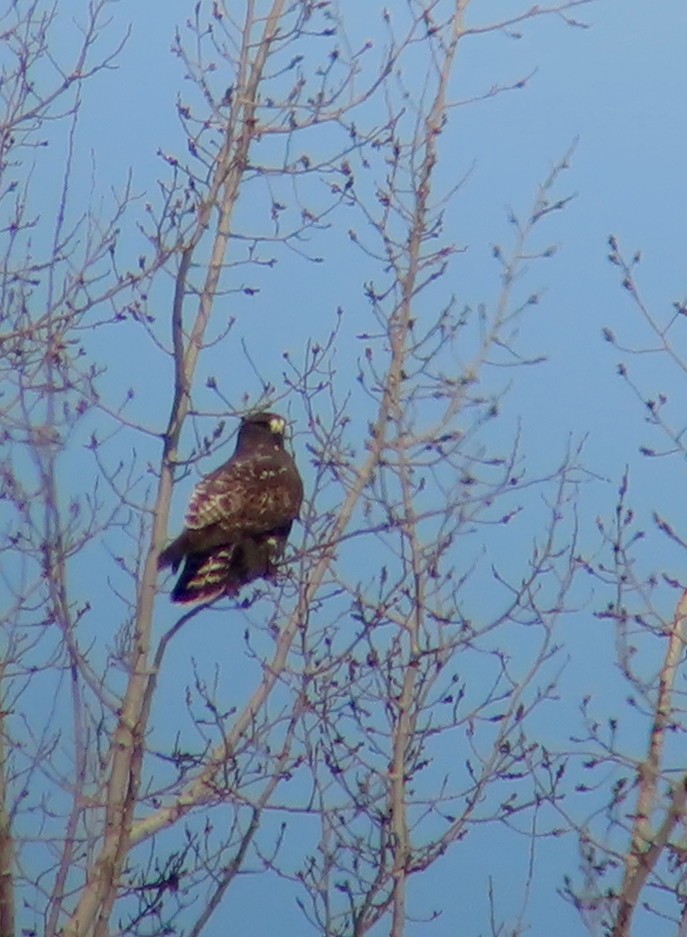 Rough-legged Hawk - ML617043792