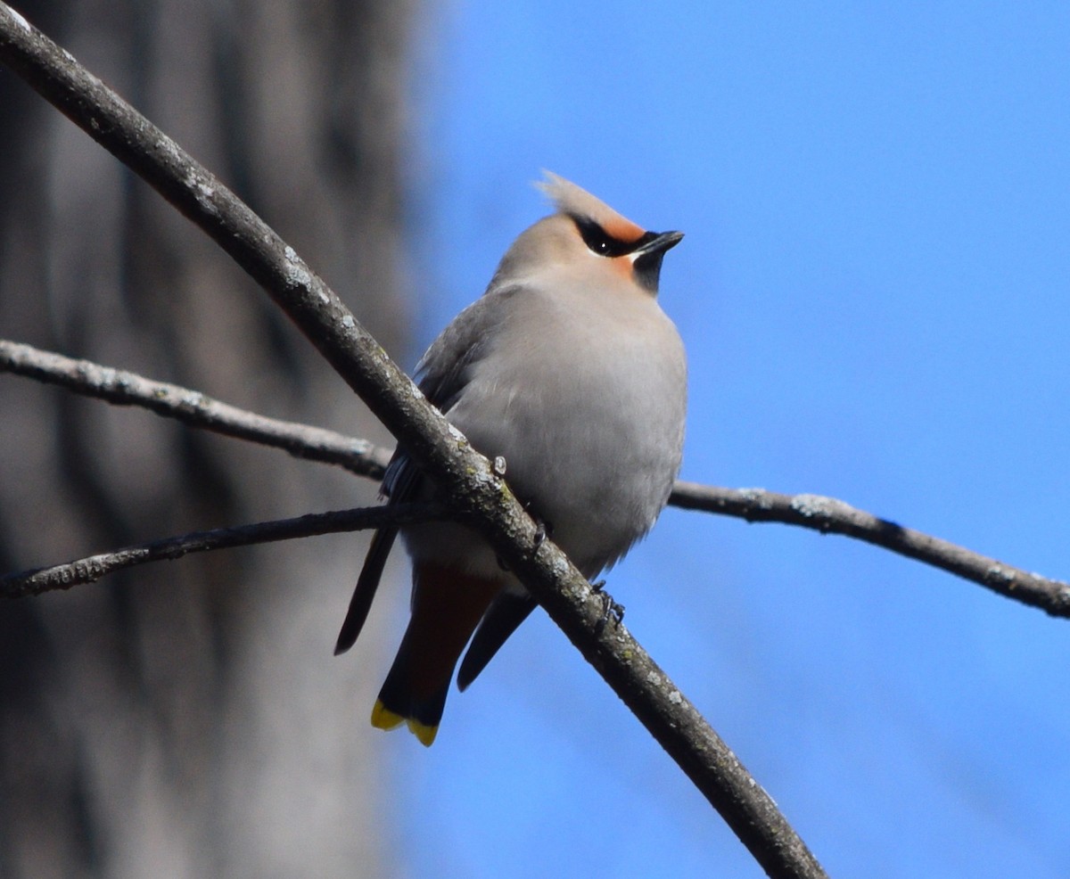 Bohemian Waxwing - Marc-André Villard