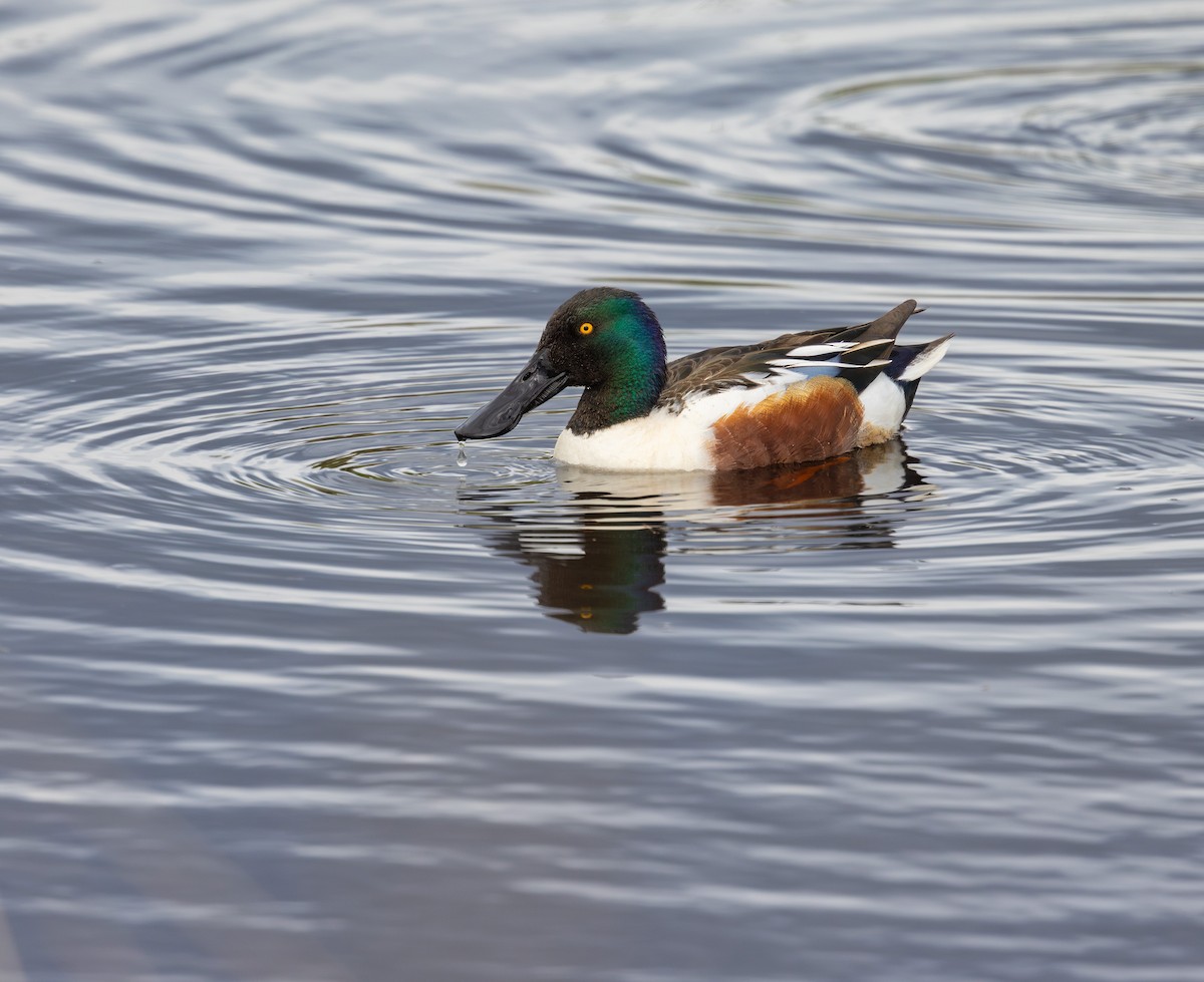 Canard souchet - ML617043830