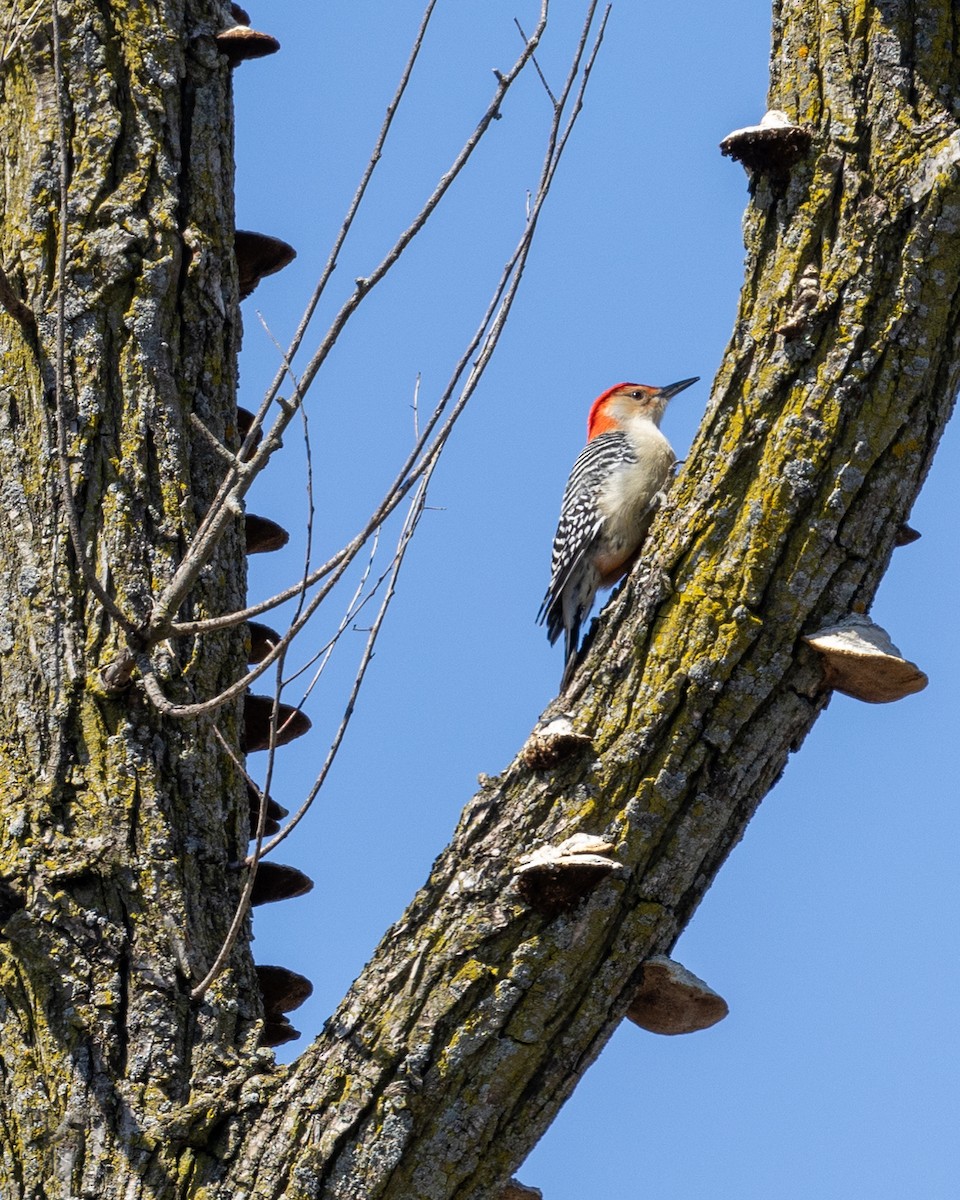 Red-bellied Woodpecker - ML617043831