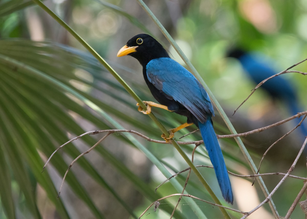 Yucatan Jay - ML617043847