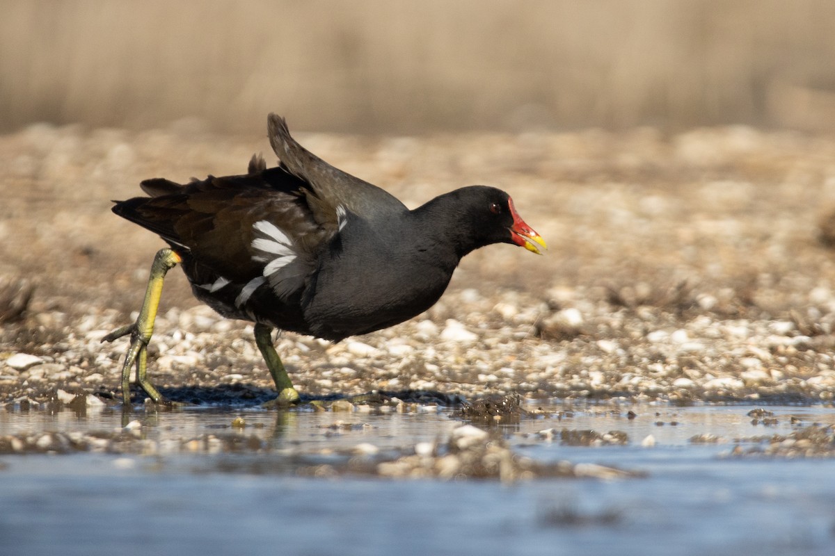 Eurasian Moorhen - ML617043859