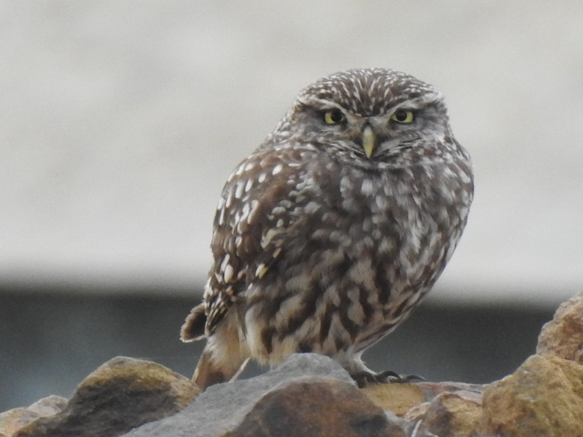 Little Owl - ML617043880