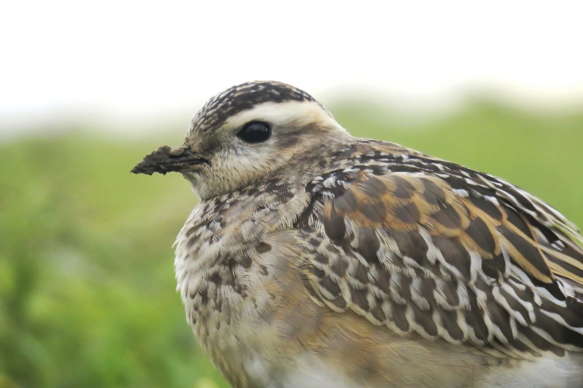 Eurasian Dotterel - Gonzalo Pardo