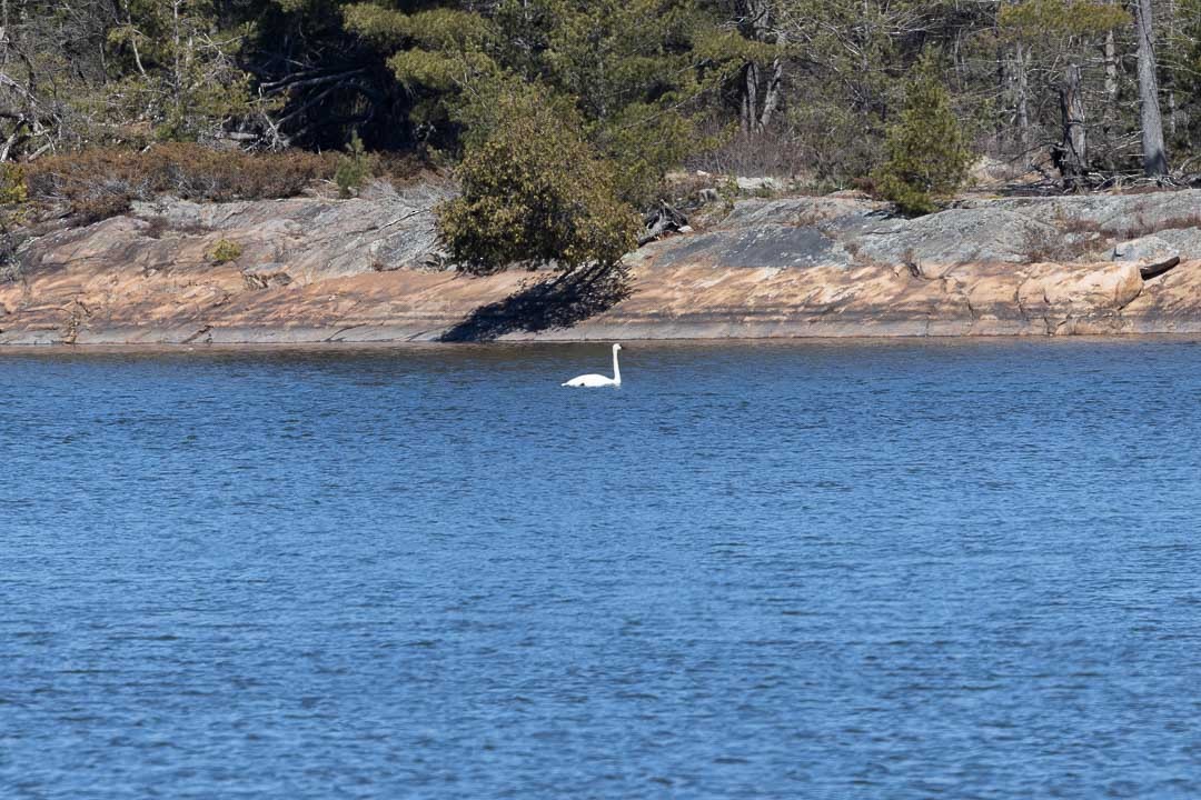 Trumpeter Swan - ML617043914