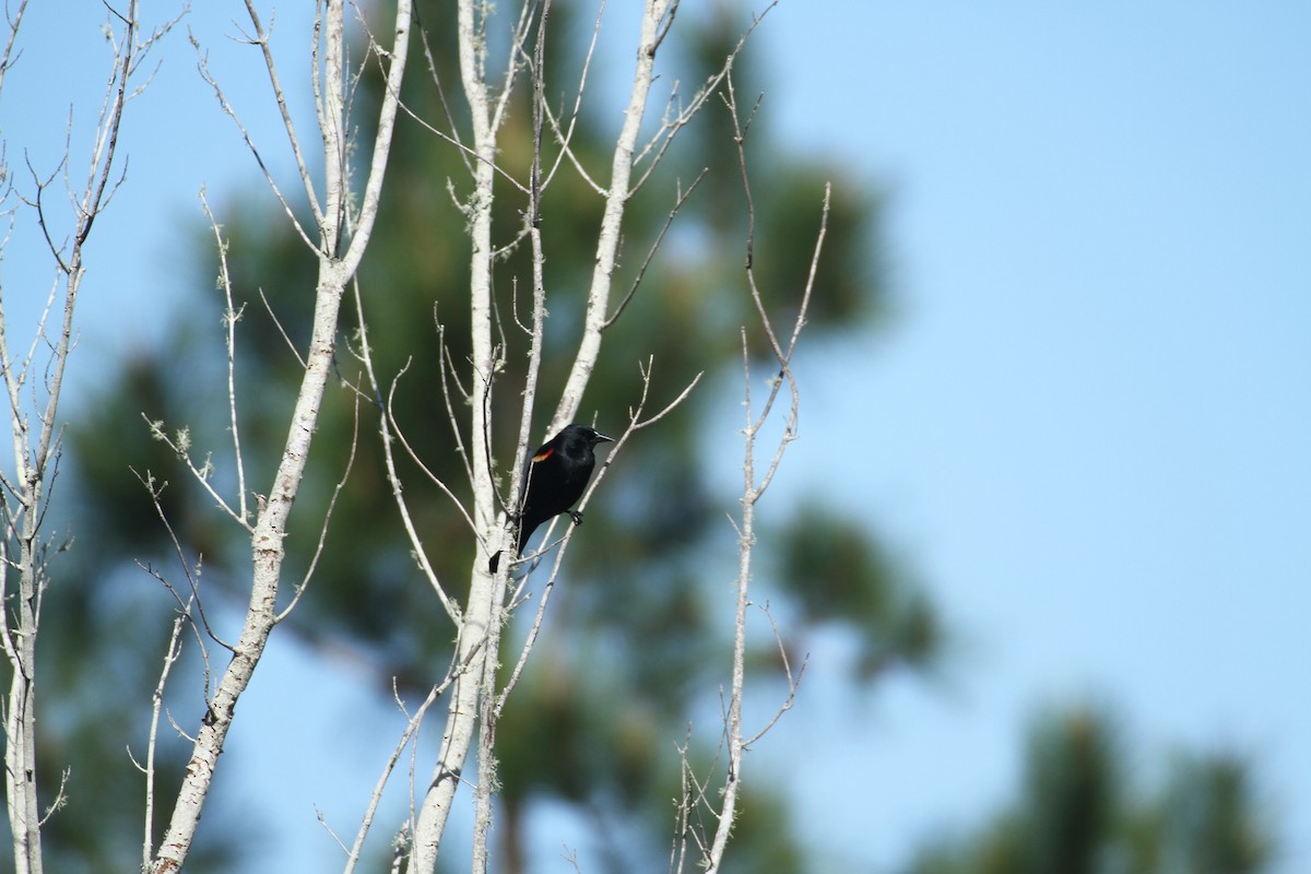 Red-winged Blackbird - ML617043935