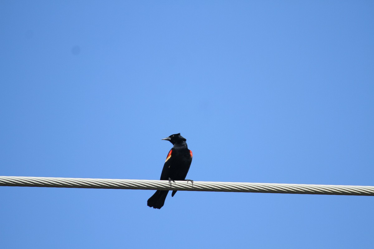 Red-winged Blackbird - Allan Muise