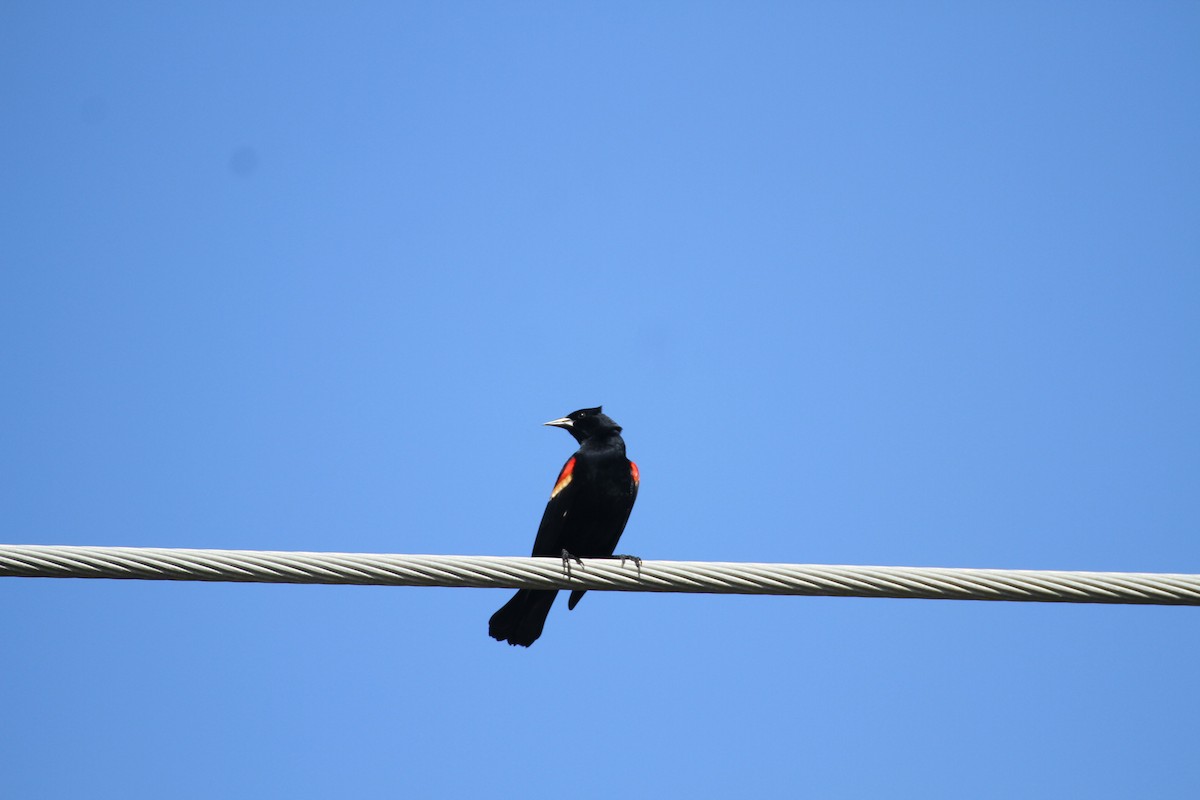 Red-winged Blackbird - ML617043937