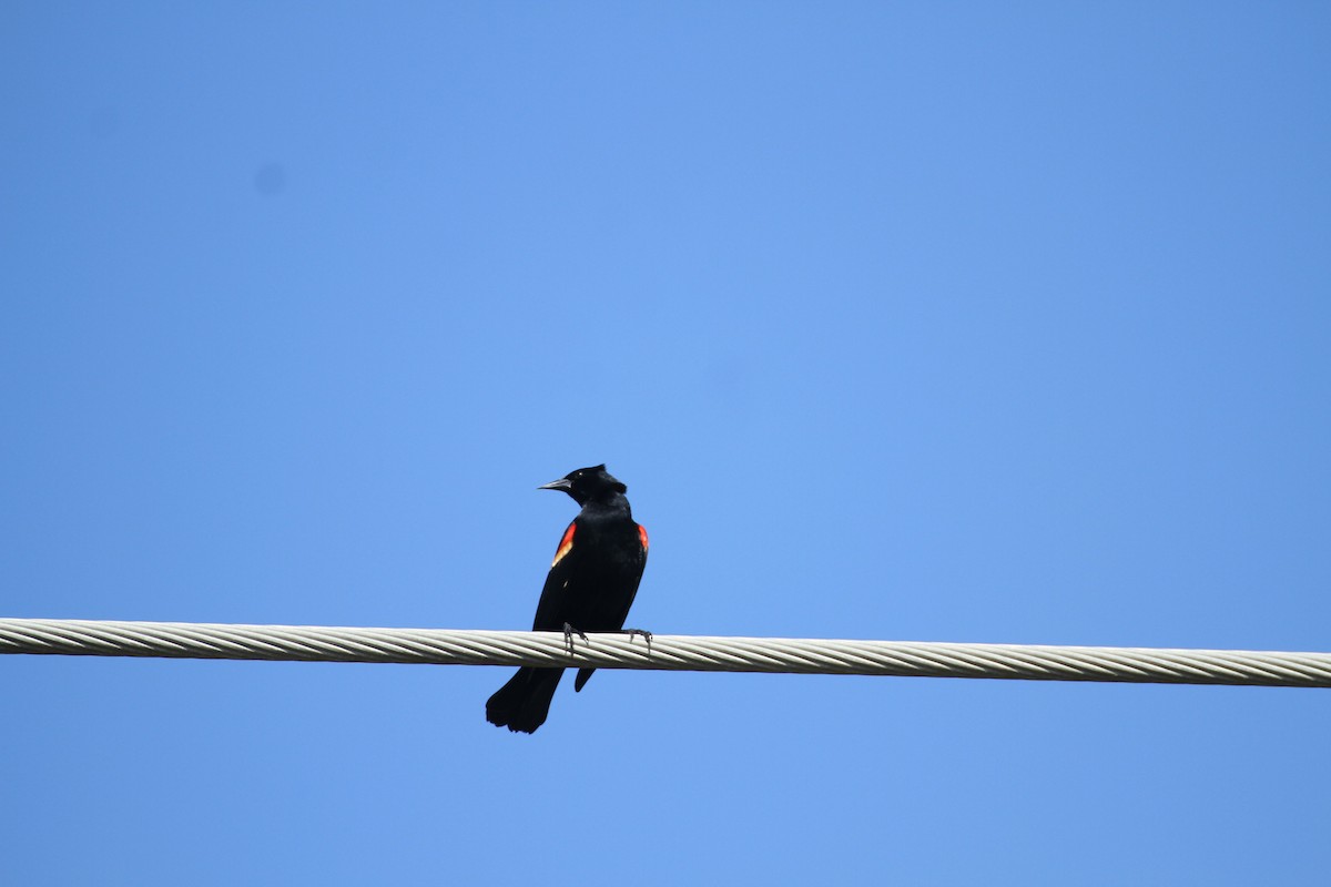Red-winged Blackbird - Allan Muise