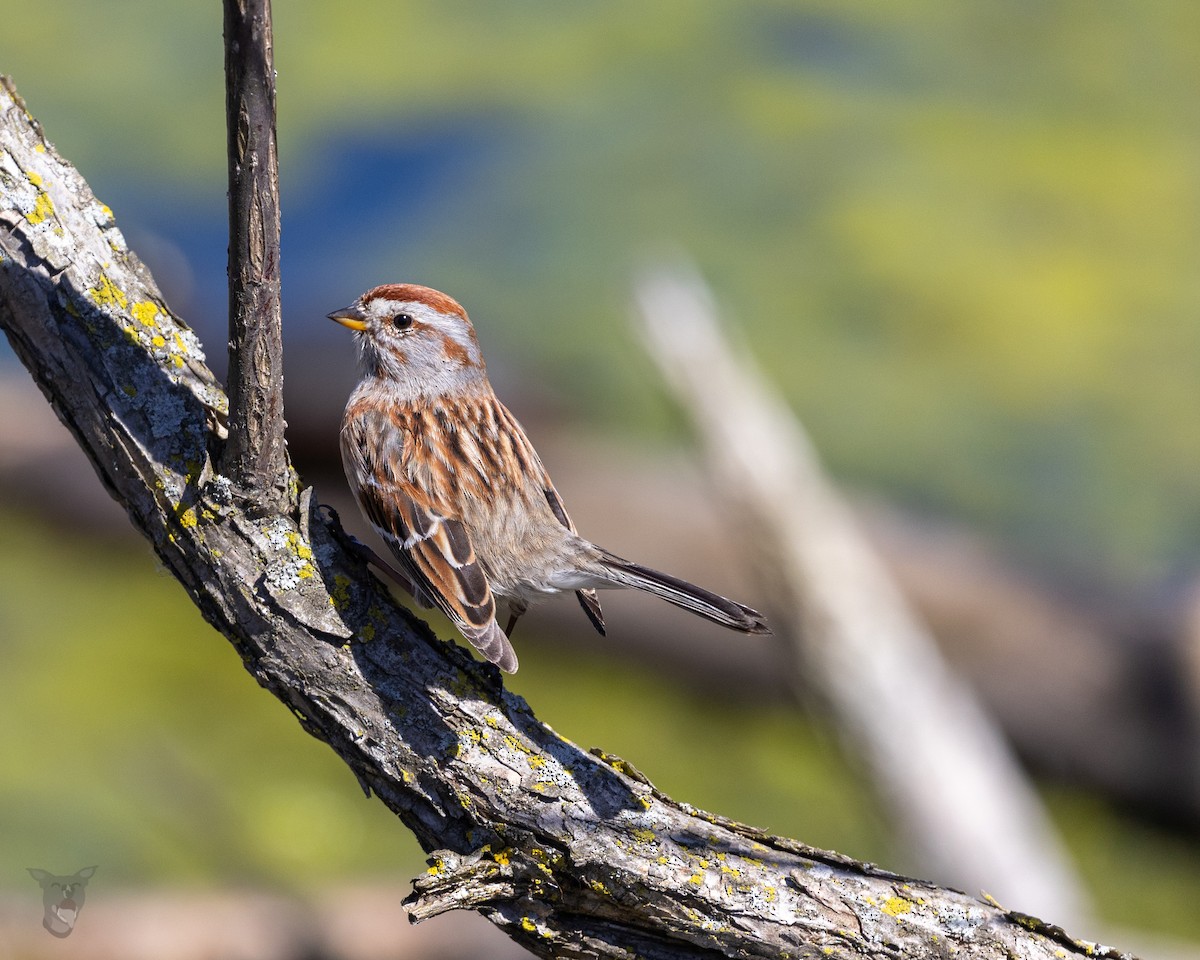 American Tree Sparrow - Jamie Wert
