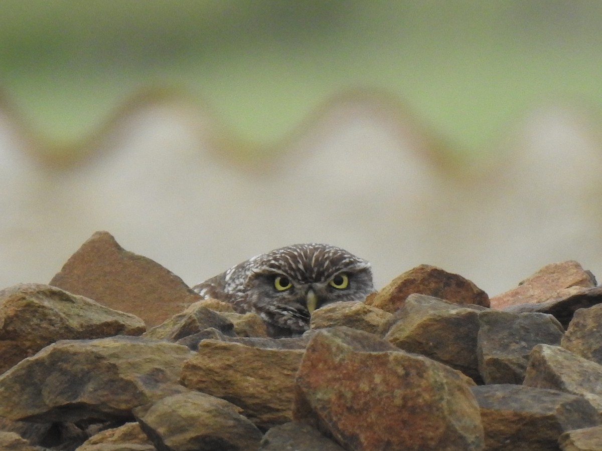 Little Owl - ML617043941