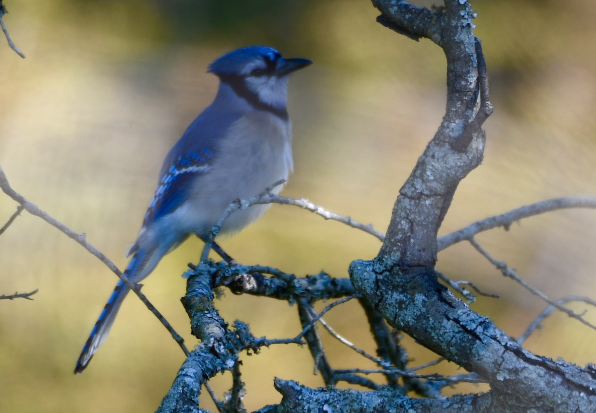 Blue Jay - ML617043945