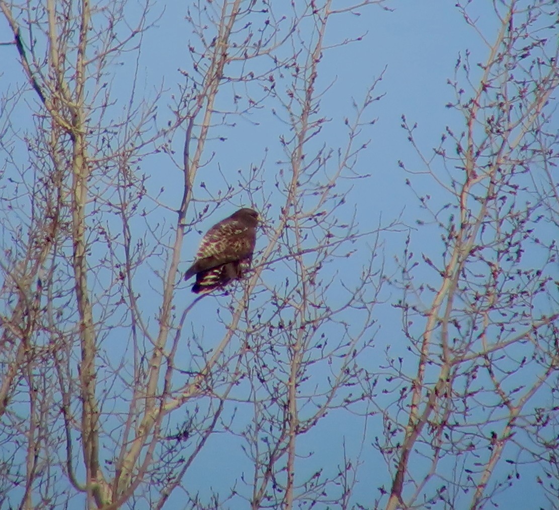 Rough-legged Hawk - ML617043950