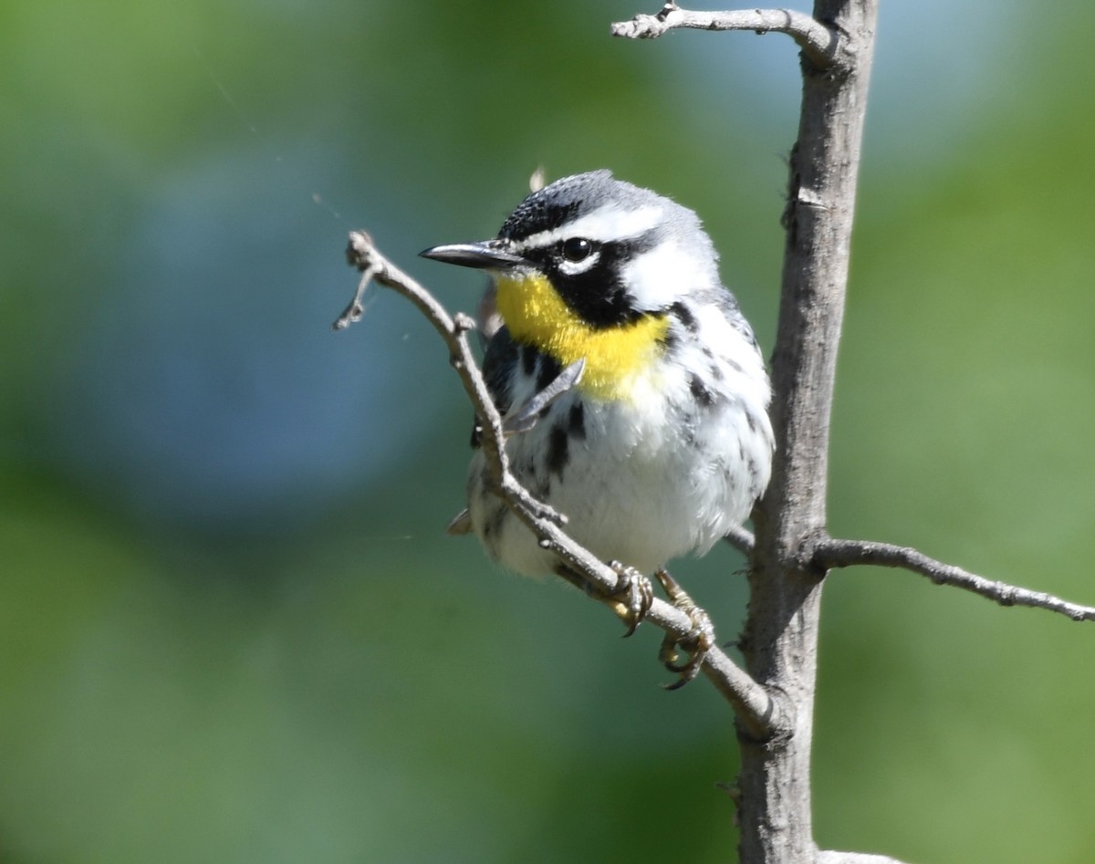 Yellow-throated Warbler - ML617043956