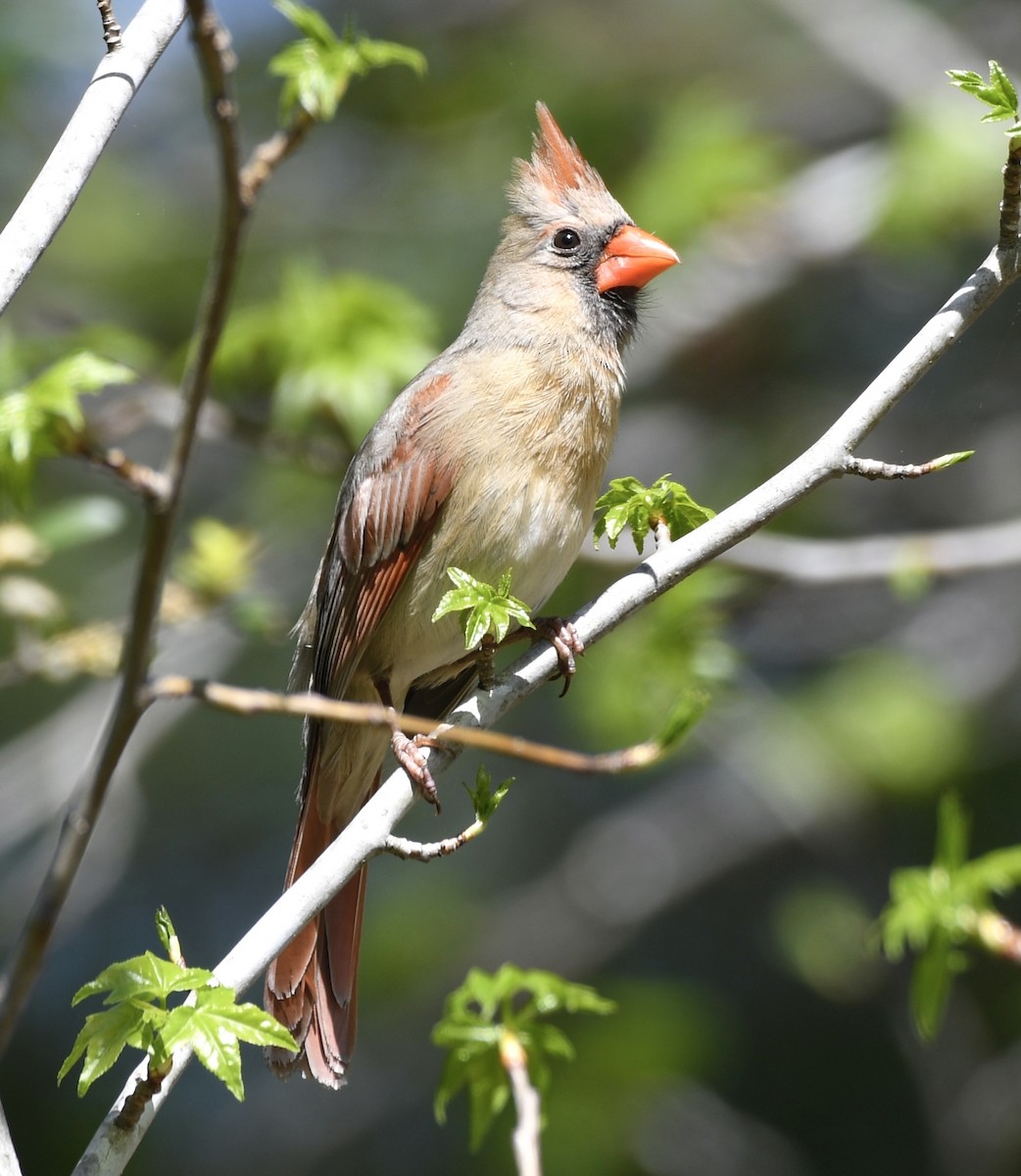 Northern Cardinal - ML617043970