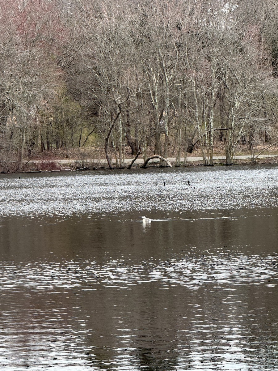 potáplice malá - ML617043974