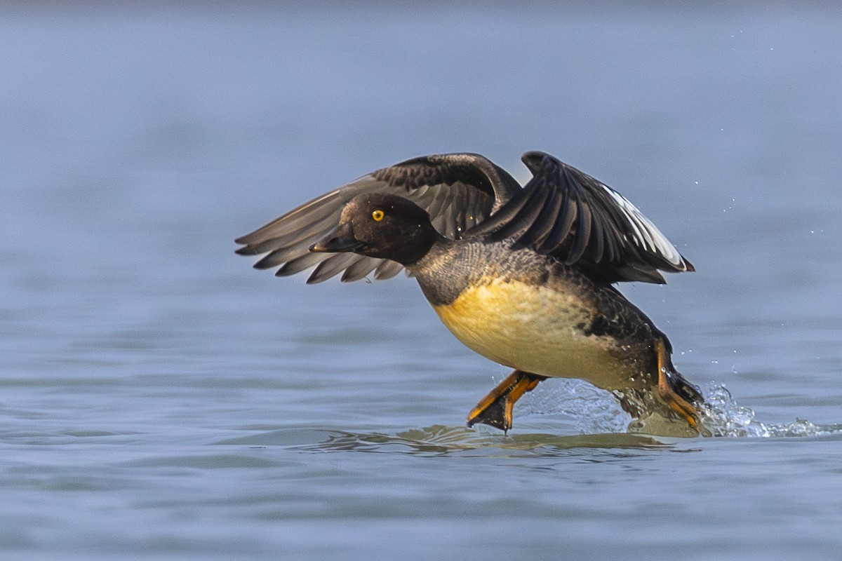 עבראש ירוק - ML617043975