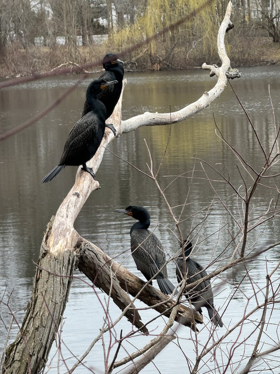 Double-crested Cormorant - ML617044001