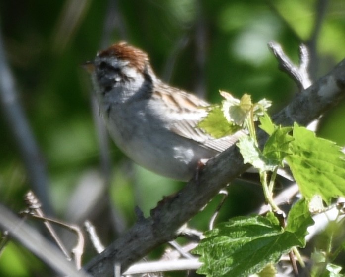Chipping Sparrow - ML617044002