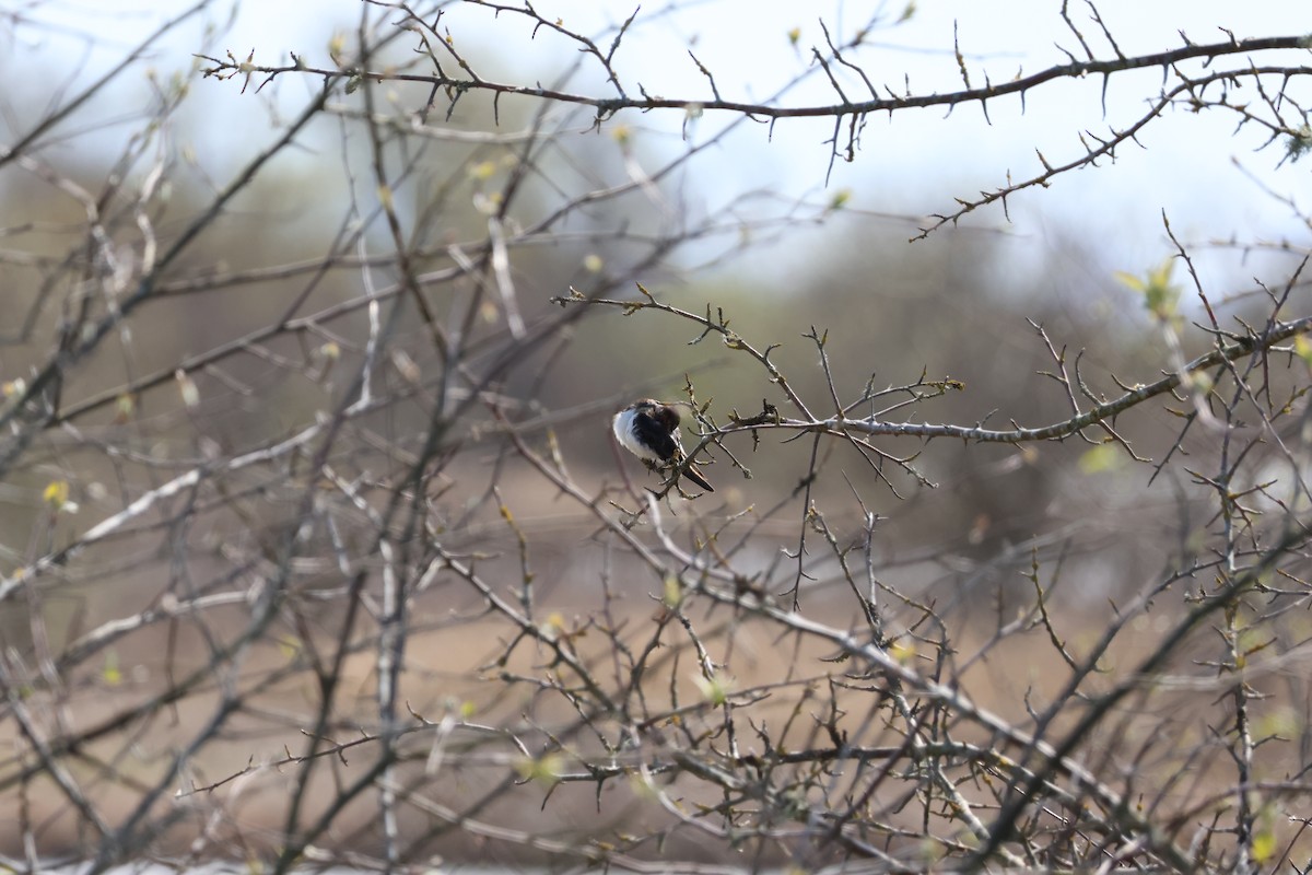 Golondrina Común - ML617044004