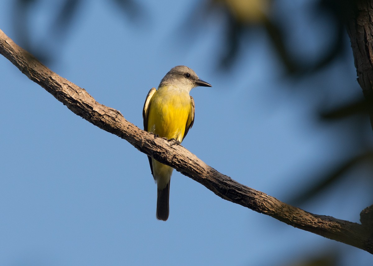 Couch's Kingbird - ML617044005