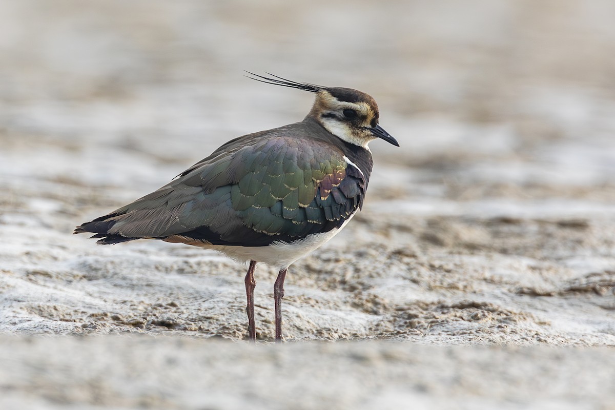 Northern Lapwing - ML617044054